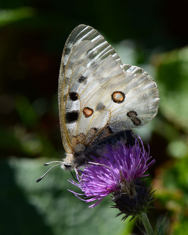 Parnassius apollo